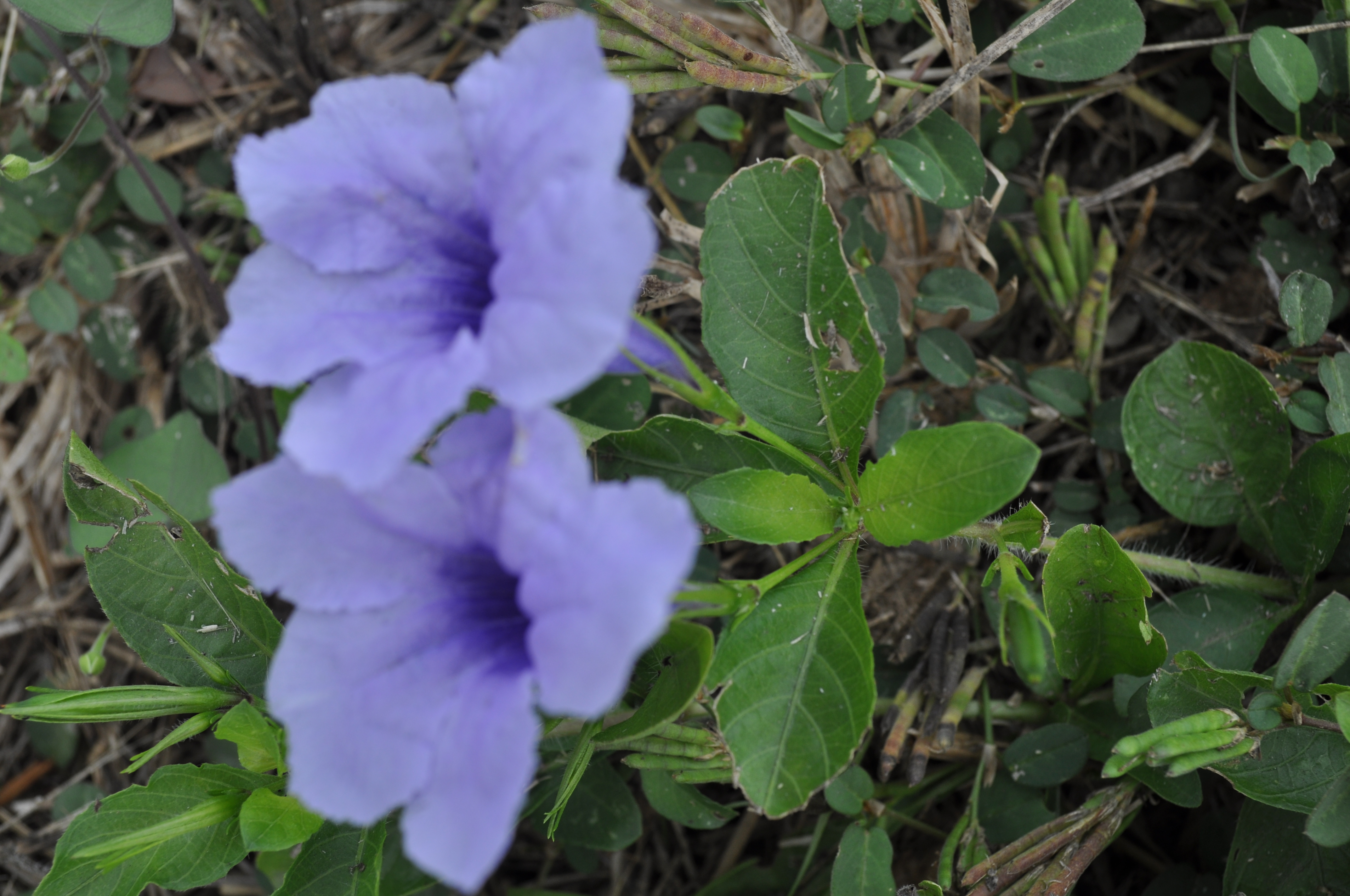 Ruellia tuberose